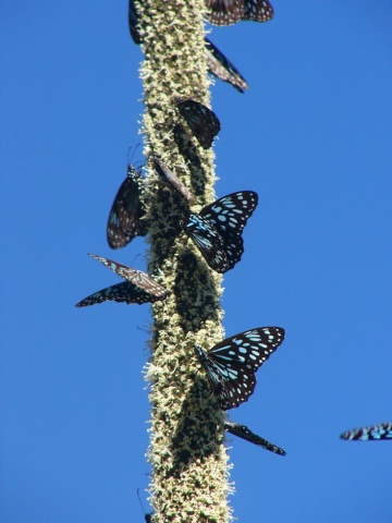 butterflies on tall flowers